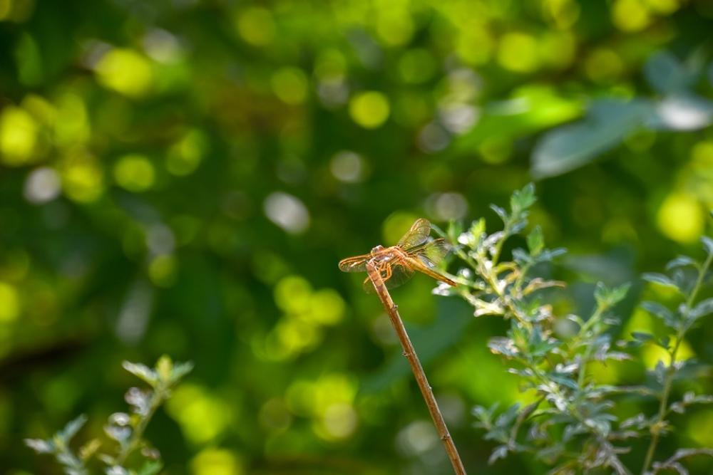 Dragonfly Halo Stop In The Branches Green Leaf Dragonfly Halo Stop In The Branches Green Leaf