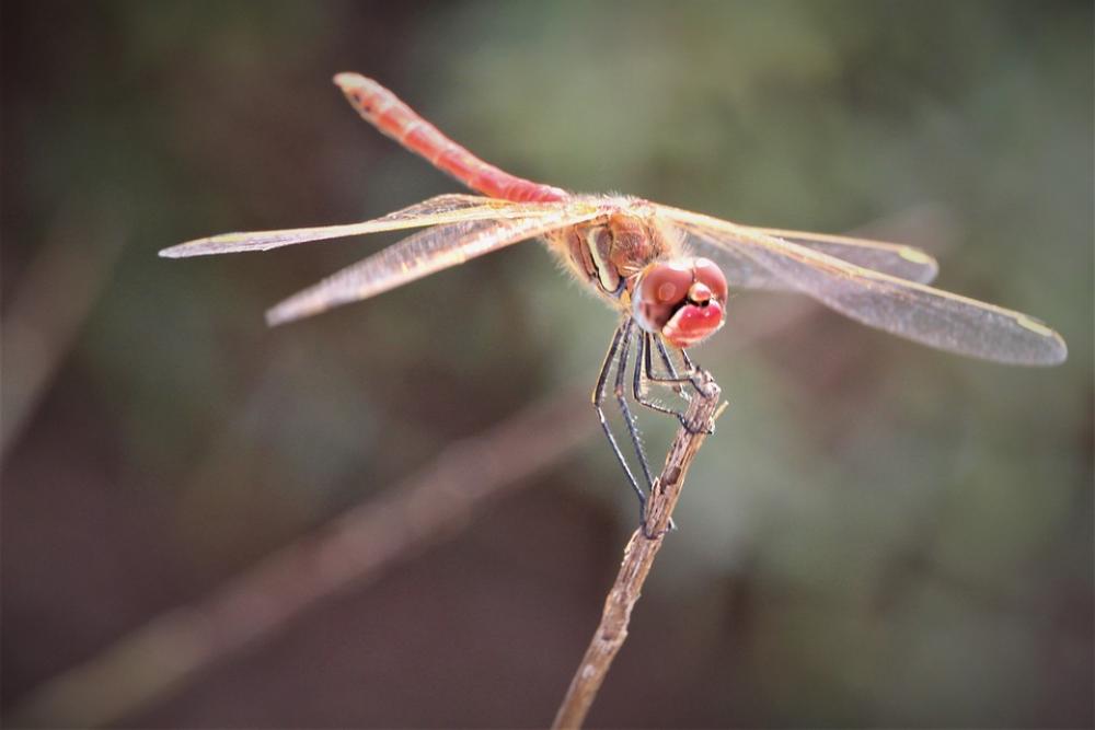 Dragonfly Insect Nature Bug Wildlife Dragon Wing Dragonfly Insect Nature Bug Wildlife Dragon Wing