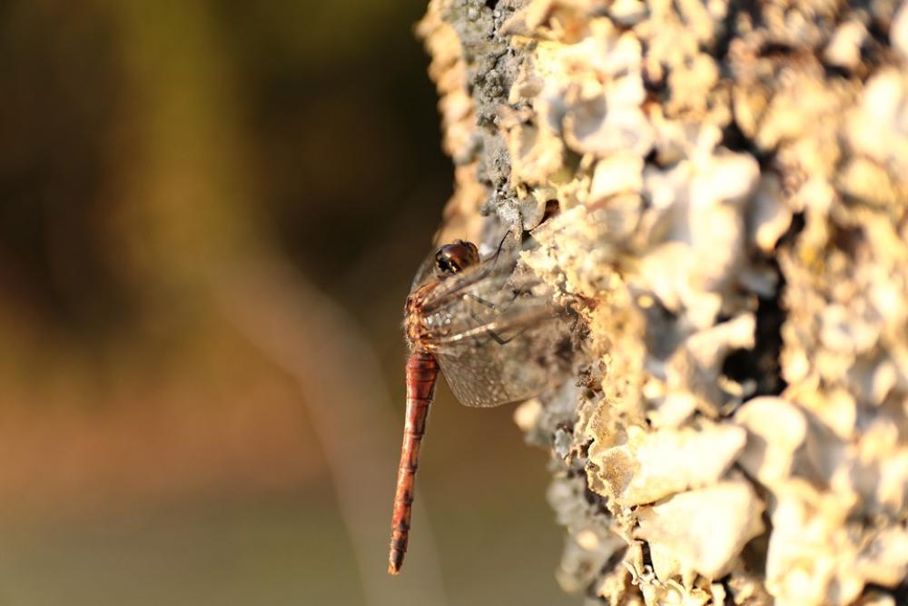 Dragonfly Wood Natural Insect Wings Flying Insects Dragonfly Wood Natural Insect Wings Flying Insects