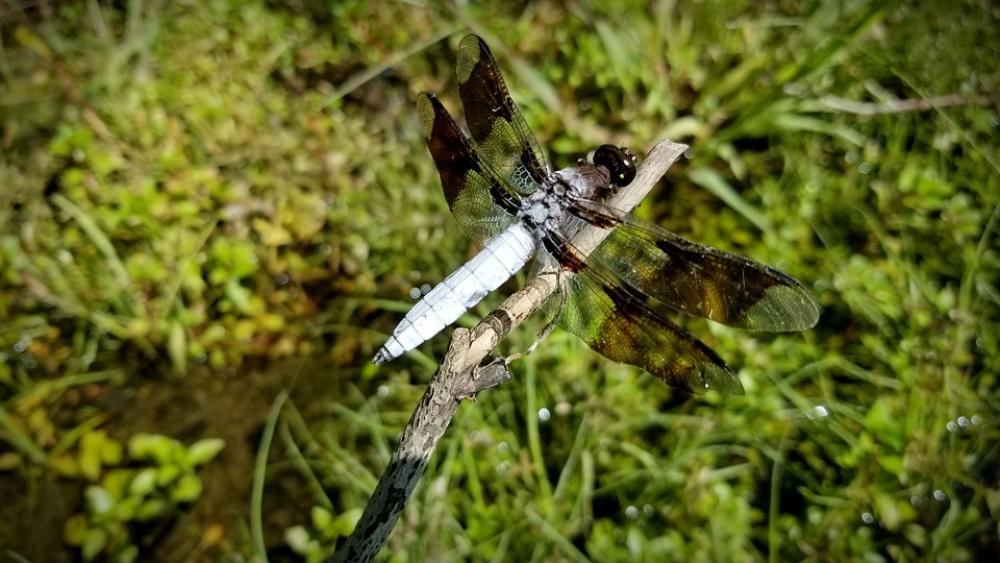 Dragonfly Common Whitetail Skimmer Insect River Dragonfly Common Whitetail Skimmer Insect River