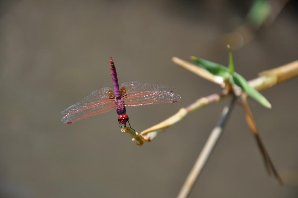Dragonfly Red Bug Nature Insect Animal Fly Wing Dragonfly Red Bug Nature Insect Animal Fly Wing
