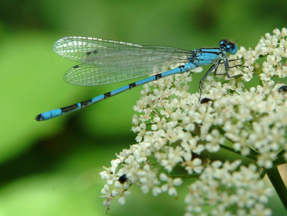 Dragonfly Blue Insect Close Up Flight Insect Wing Dragonfly Blue Insect Close Up Flight Insect Wing