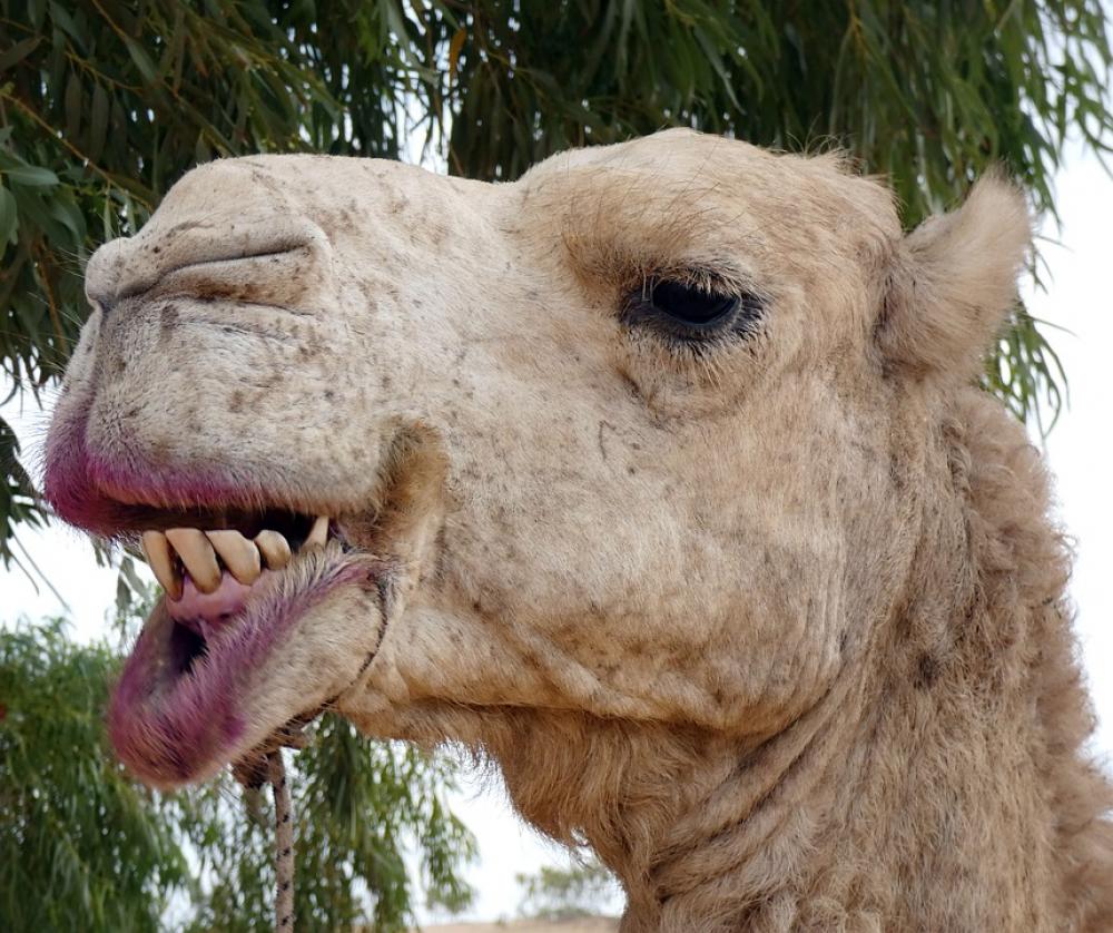 Dromedary Camelus Dromedarius Animal Domestic Dromedary Camelus Dromedarius Animal Domestic