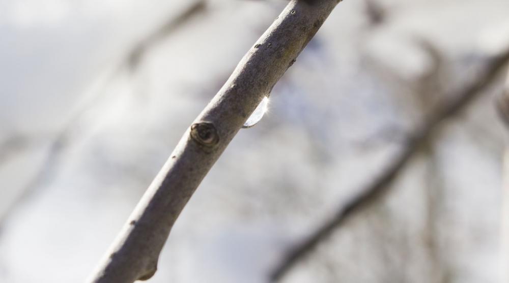 Drop Water Branch Winter Drip Reflection Drop Water Branch Winter Drip Reflection