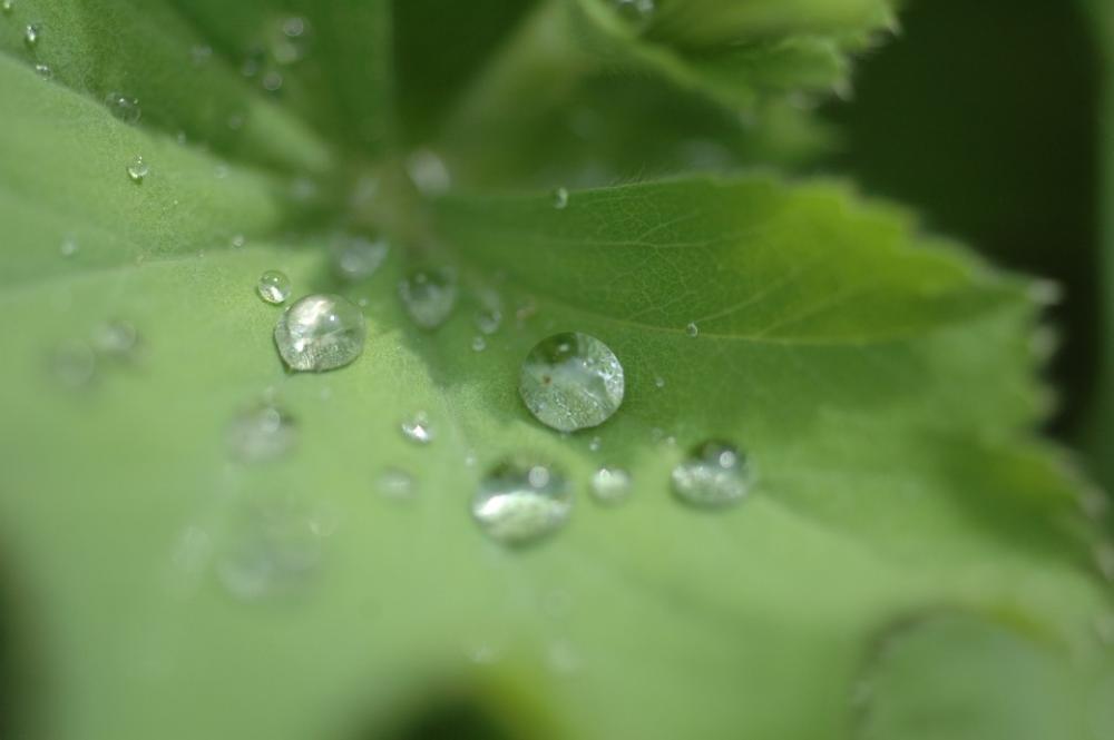 Drop Of Water Leaf Water Green Nature Surface Drop Of Water Leaf Water Green Nature Surface