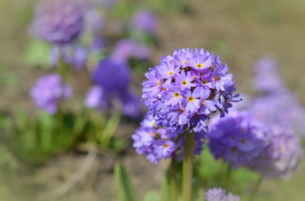 Drumstick Spring Blossom Bloom Primrose Purple Drumstick Spring Blossom Bloom Primrose Purple