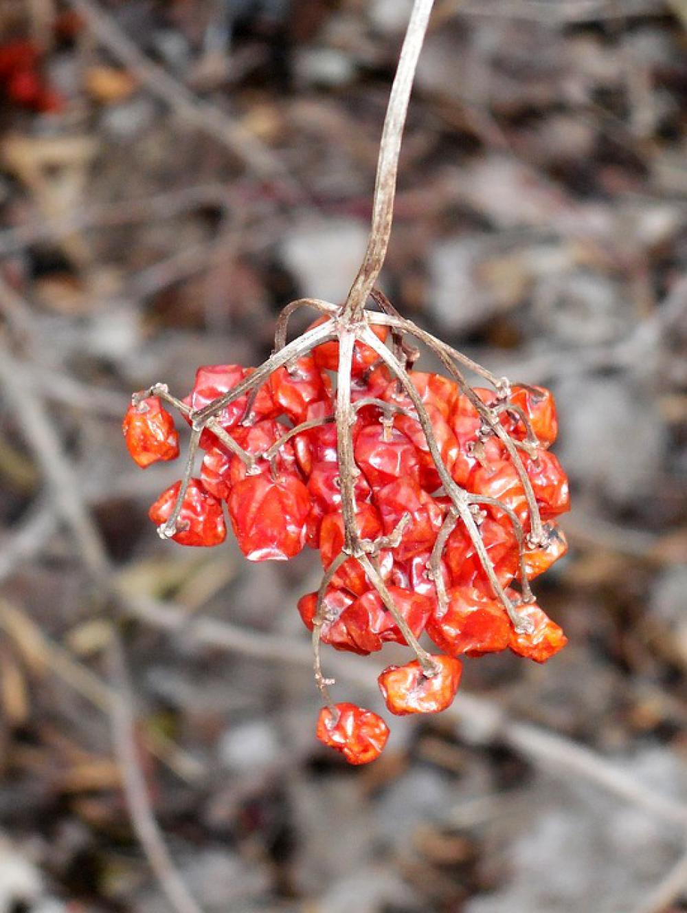 Dry Berry Fruits Nature Dry Berry Fruits Nature