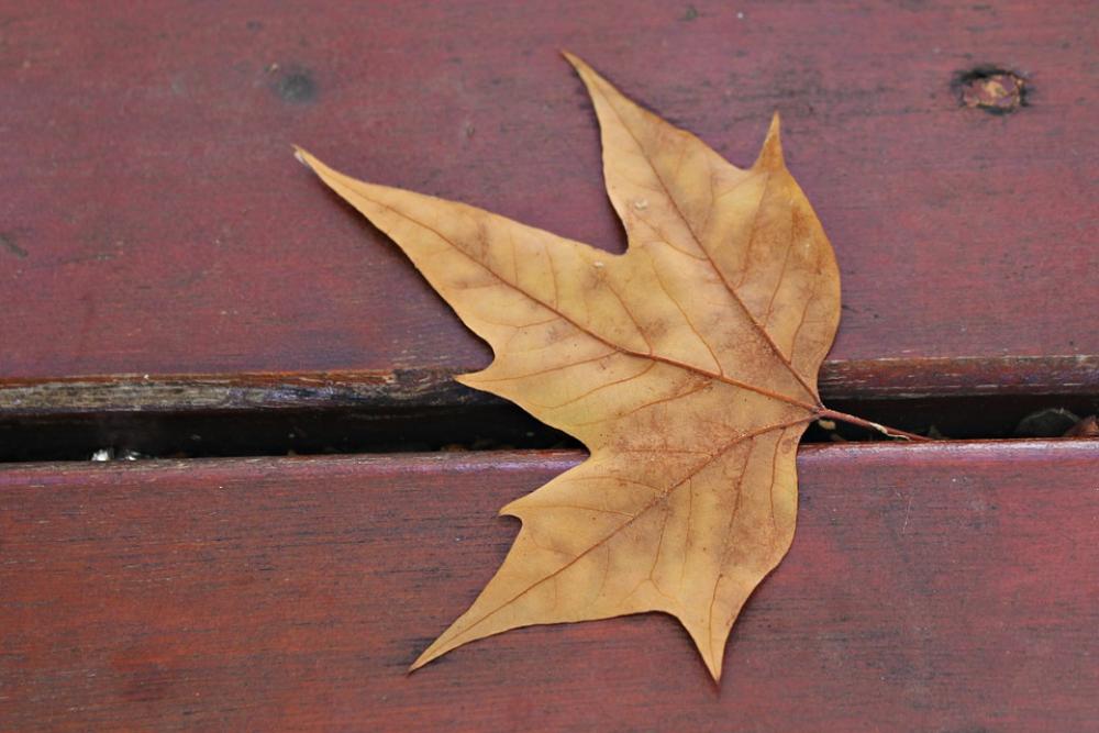 Dry Leaf Leaf Autumn Bank Park November Dry Leaf Leaf Autumn Bank Park November