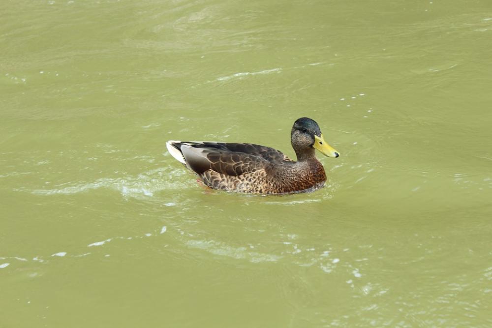 Duck Water Nature Bird Animal Duck Water Nature Bird Animal