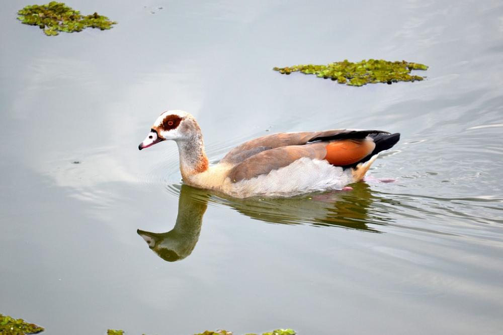 Duck Bird Swimming Silhouette Nature Wild Beak Duck Bird Swimming Silhouette Nature Wild Beak
