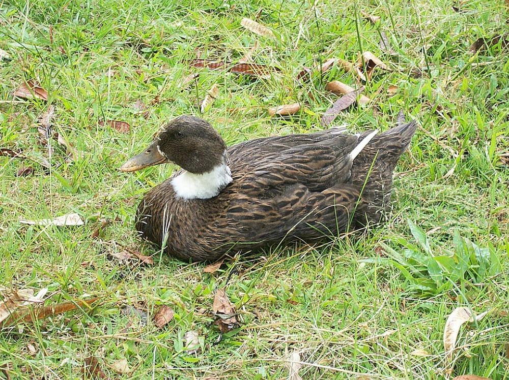 Duck Ave Water Animal Animal Waterfowl Ducks Duck Ave Water Animal Animal Waterfowl Ducks