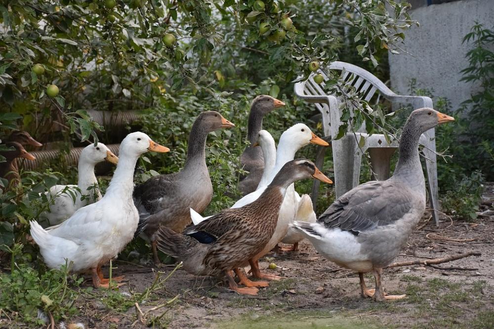 Ducks Poultry Animals Bird Drake Goose Ducks Poultry Animals Bird Drake Goose