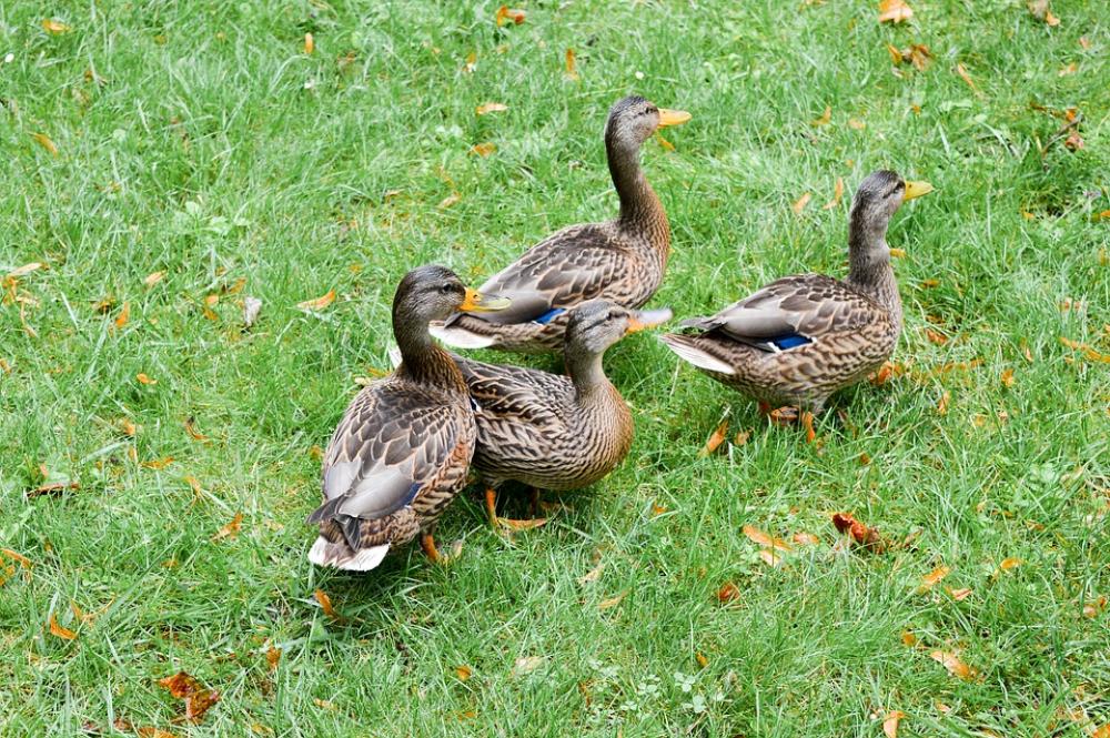 Ducks Green Grass Grass Summer Birds Ducks Green Grass Grass Summer Birds