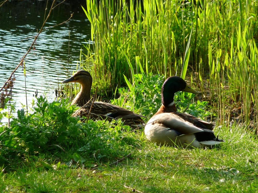 Ducks Animals Birds Ducks Animals Birds