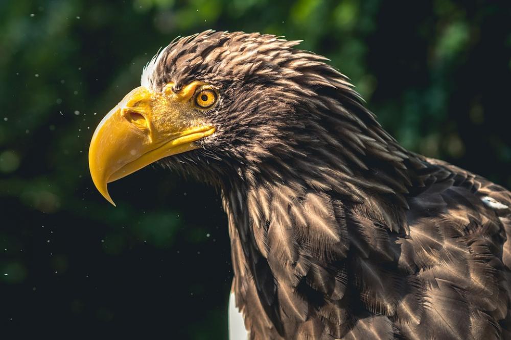 Eagle Bird Of Prey Animal Species Birds Wild Eagle Bird Of Prey Animal Species Birds Wild