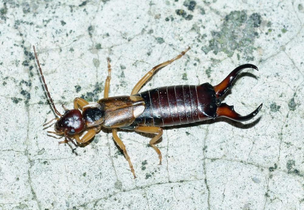 Earwig Insects Forticula Auriculata Earwig Insects Forticula Auriculata