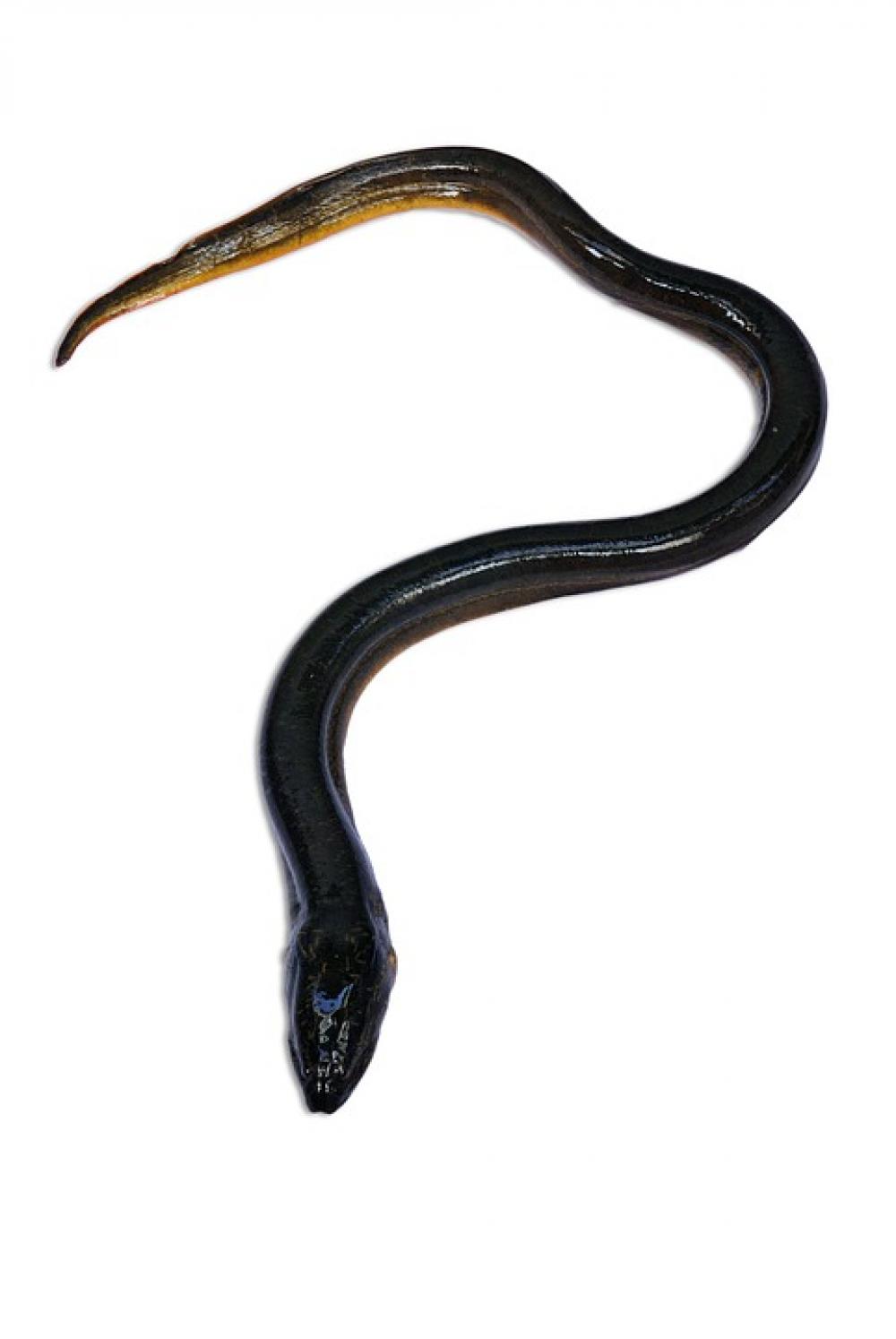 Eel Fish Fresh Water Animals Eel Fish Fresh Water Animals