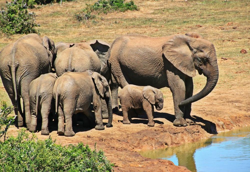 Elephant Animal Herd Of Elephants Elephant Family Elephant Animal Herd Of Elephants Elephant Family