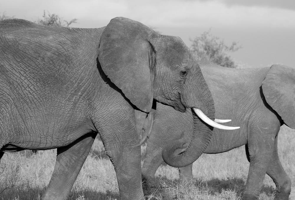 Elephant Safari Wild Mammal African Trunk Jungle Elephant Safari Wild Mammal African Trunk Jungle