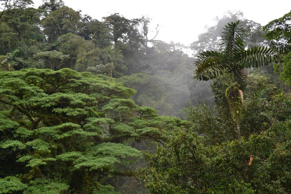 Emergent Layer Costa Rica Growth Outdoor Nature Emergent Layer Costa Rica Growth Outdoor Nature
