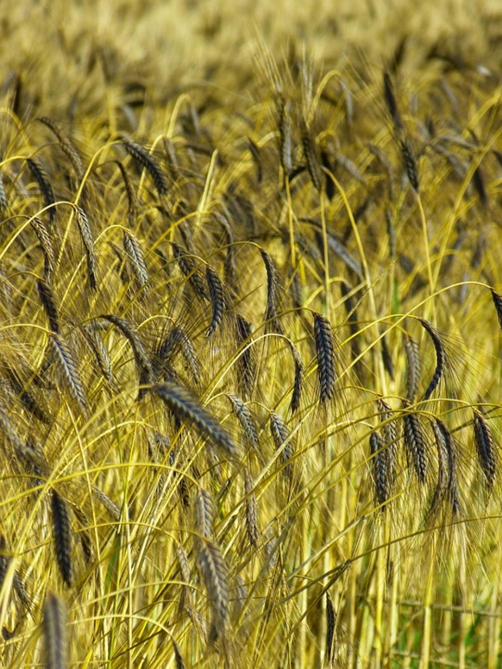 Emmer Cereals Urkorn Triticum Dicoccum Black Emmer Emmer Cereals Urkorn Triticum Dicoccum Black Emmer