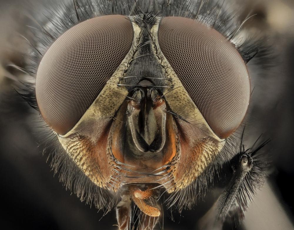 Eyes Insect Compound Eyes Macro Blue Bottle Fly Eyes Insect Compound Eyes Macro Blue Bottle Fly