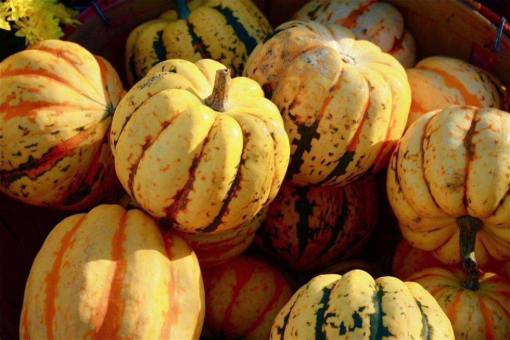 Fall Harvest Thanksgiving Food Squash Fall Harvest Thanksgiving Food Squash