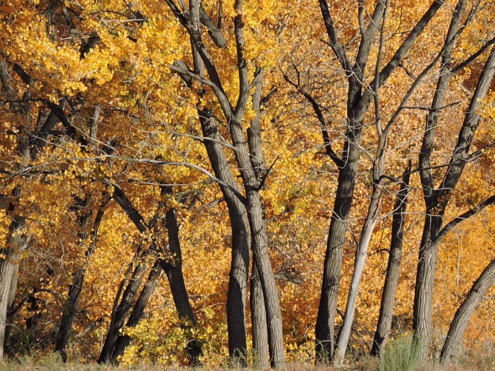 Fall Autumn Season Yellow Orange Leaf Red Tree Fall Autumn Season Yellow Orange Leaf Red Tree