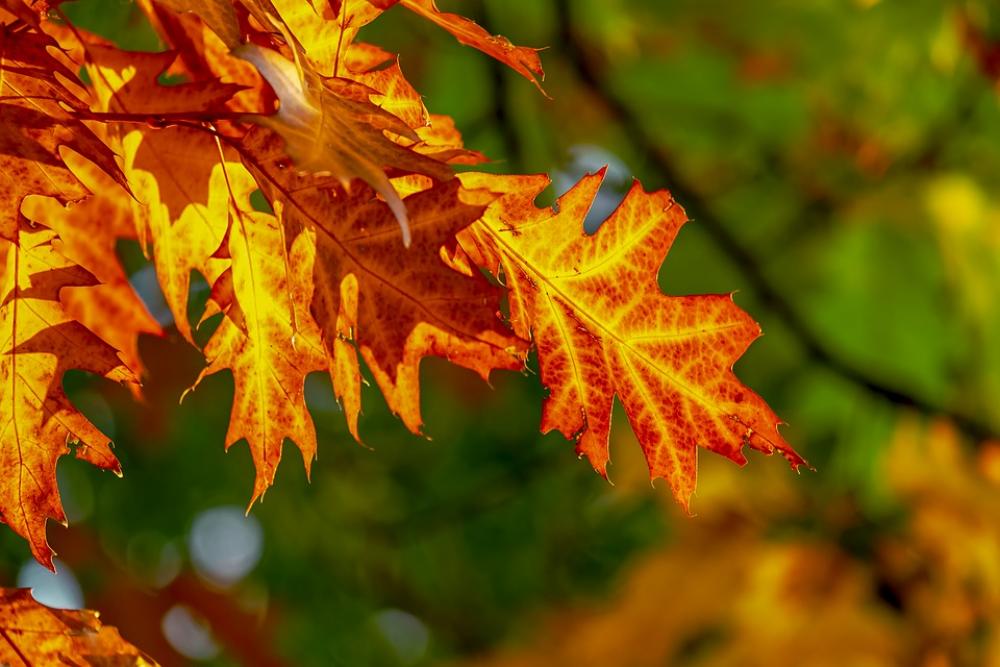 Fall Foliage Leaves Bright Color Fall Color Fall Foliage Leaves Bright Color Fall Color