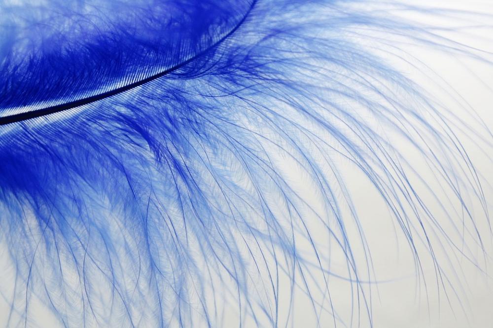 Feather Blue Colored Slightly Feather Blue Colored Slightly