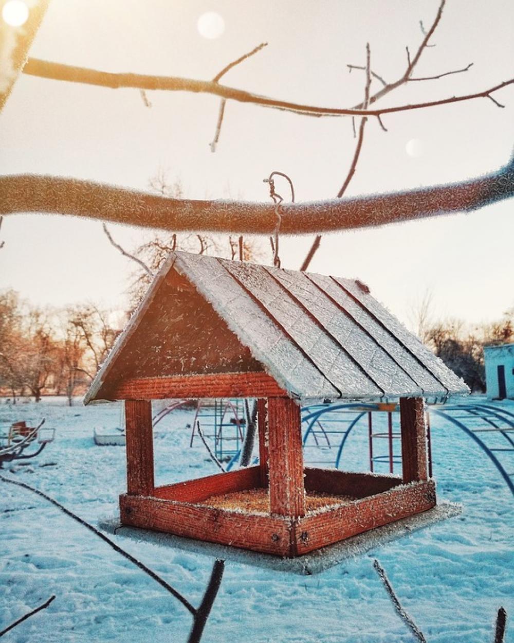 Feeder Birds Winter Frost Feeder Birds Winter Frost
