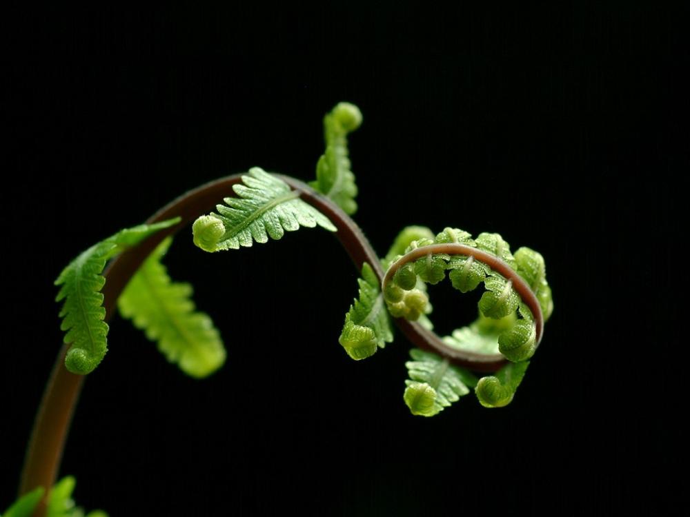 Fern Leaves Nature Green Fern Leaves Nature Green