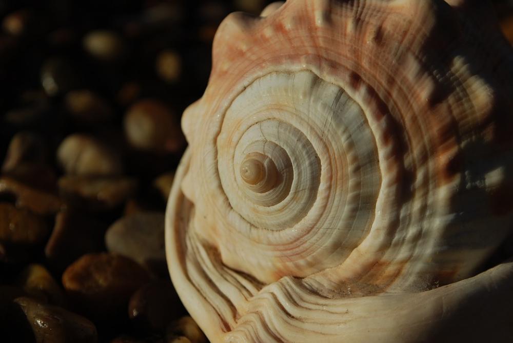 Fibonacci Spiral Seashell Spiritual Science Ratio | Image Finder