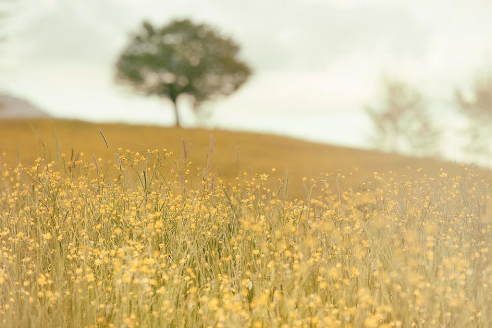 Field Meadow Nature Summer Tree Grass Sunny Field Meadow Nature Summer Tree Grass Sunny