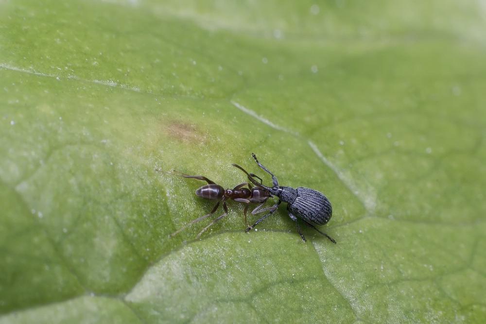 Fight Nature Insect Leaf Ant Invertebrate Green Fight Nature Insect Leaf Ant Invertebrate Green