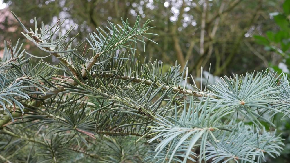 Fir Tree Green Winter Tree Fir Tree Green Winter Tree