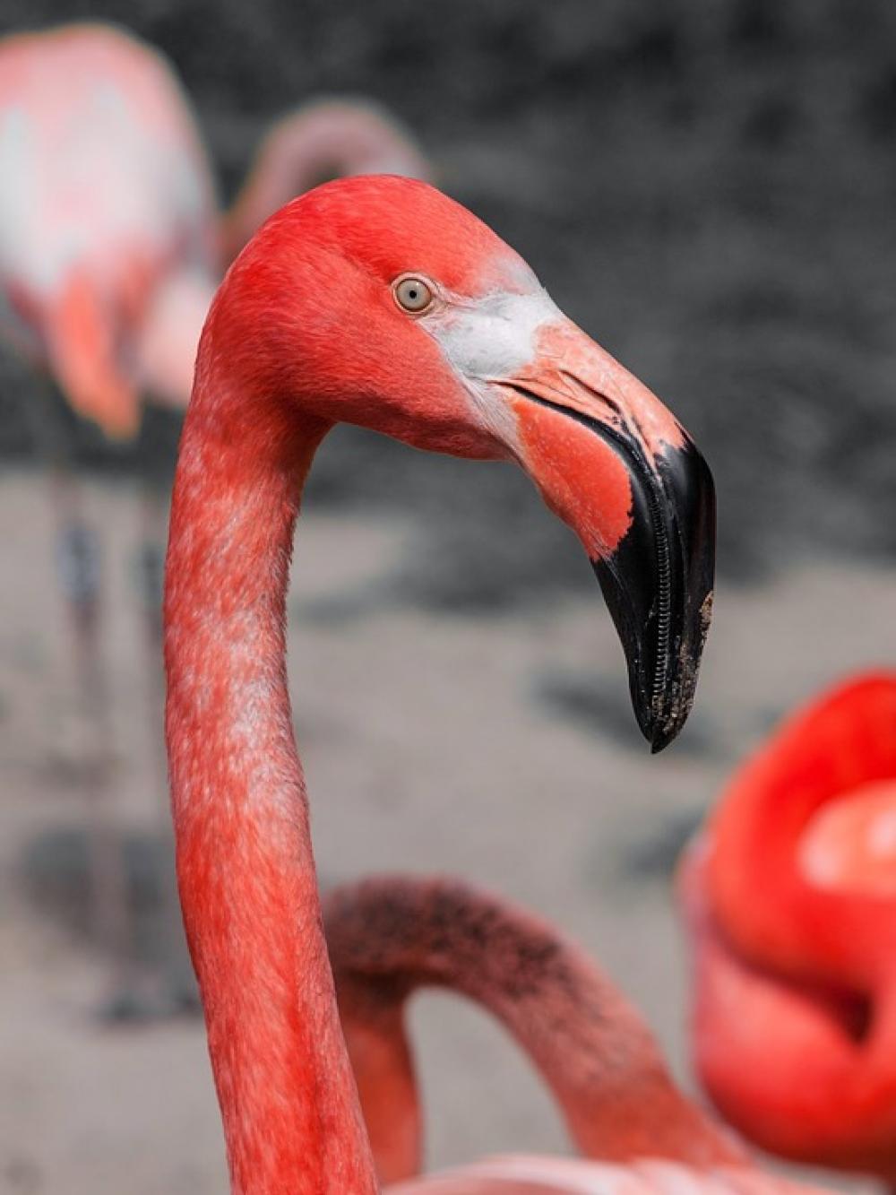 Bird Flamingo Pink Red Long Neck Animal Bird Flamingo Pink Red Long Neck Animal