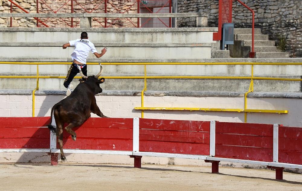 Flight Camargaise Race Bull Arena Jump Animal Flight Camargaise Race Bull Arena Jump Animal