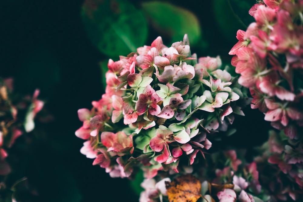 Flower Nature Garden Plant Flora Beautiful Bloom Flower Nature Garden Plant Flora Beautiful Bloom