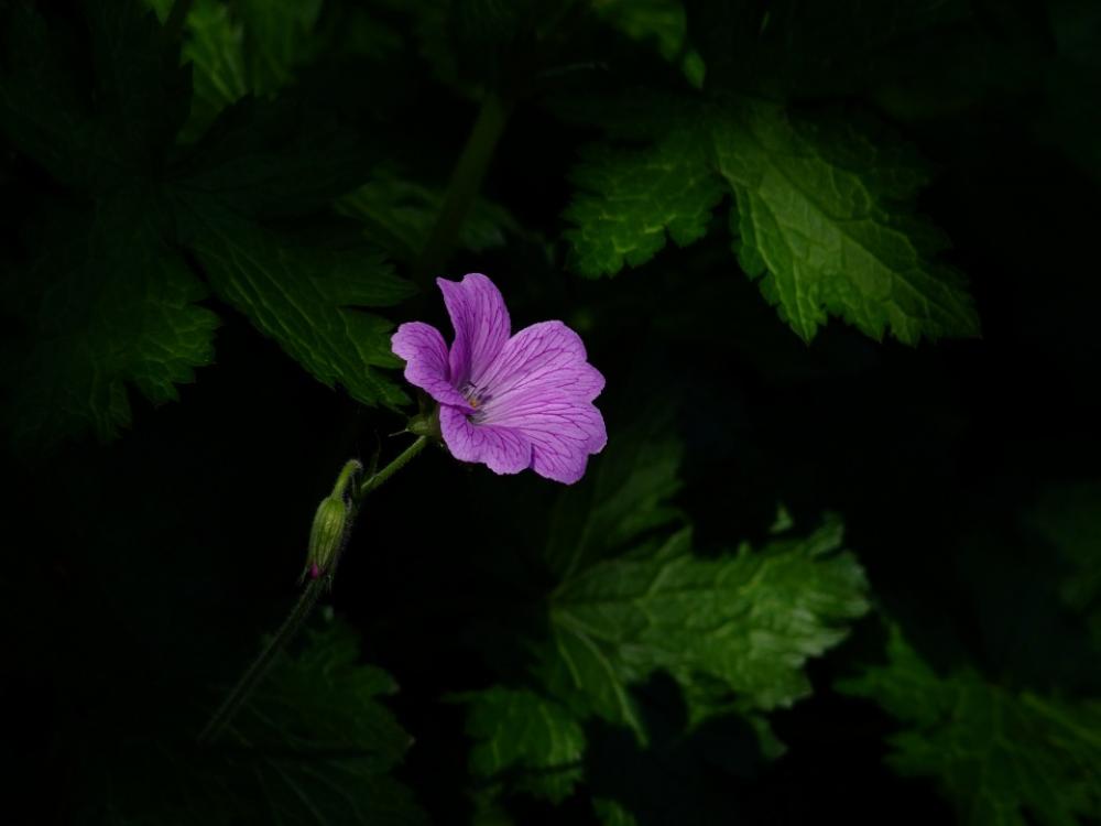 Flower Blossom Bloom Shadowy Lonely Summer Pink Flower Blossom Bloom Shadowy Lonely Summer Pink
