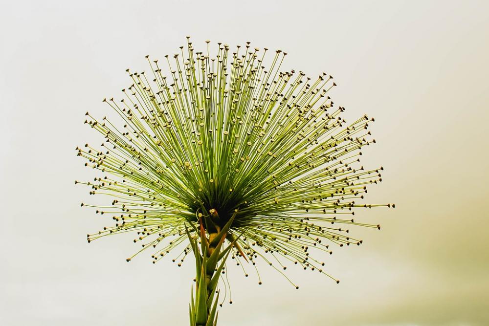 Flower Green Nature Paepalanthus Bromelioides Flower Green Nature Paepalanthus Bromelioides