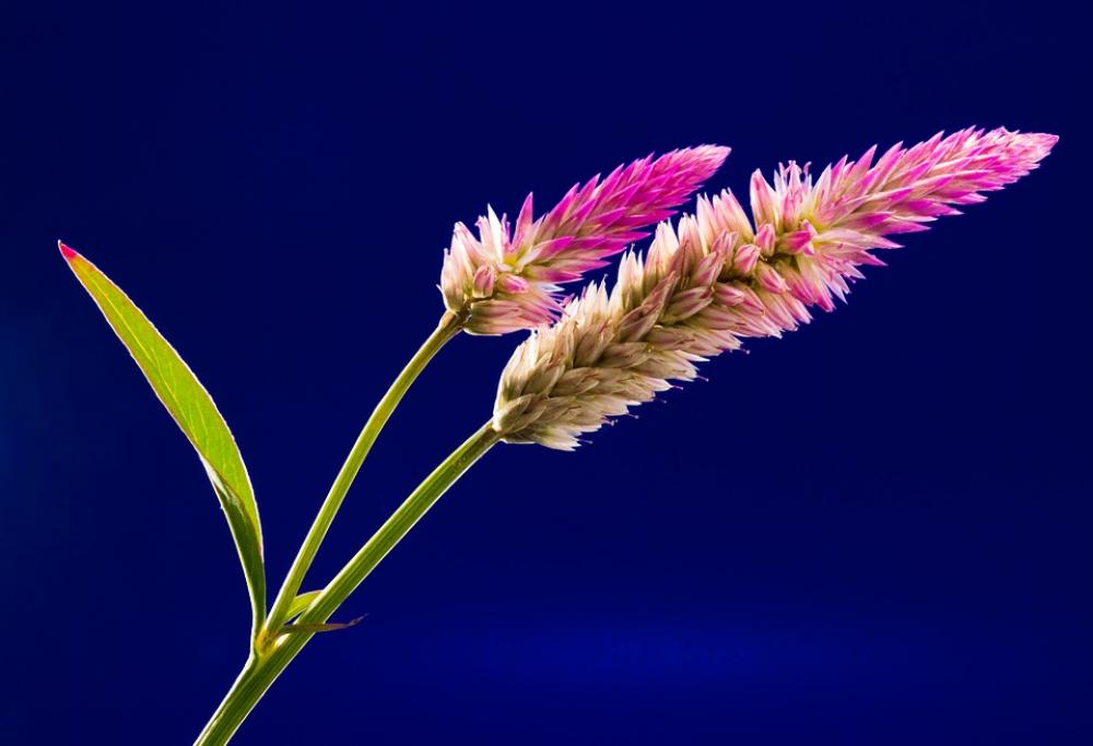 Blossom Bloom Flower Wild Flower Close Up Blossom Bloom Flower Wild Flower Close Up