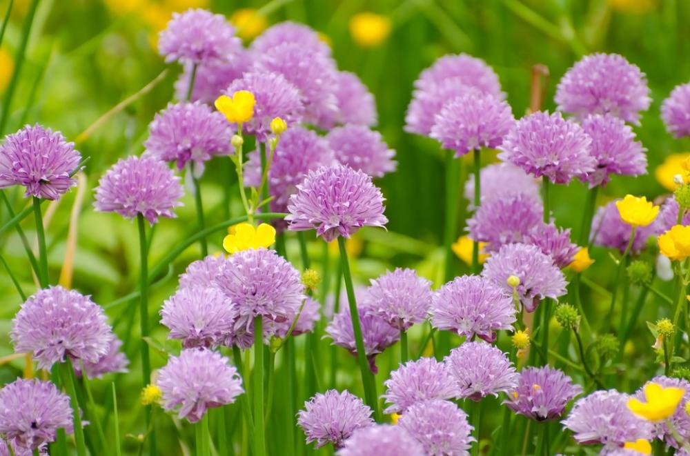 Flower Summer Spring Gardening Macro Object Flower Summer Spring Gardening Macro Object