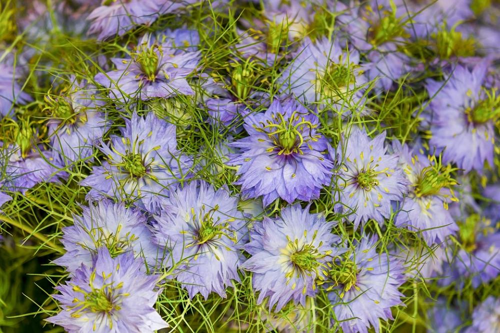 Flower Blossom Bloom Violet Leaves Petals Flower Blossom Bloom Violet Leaves Petals
