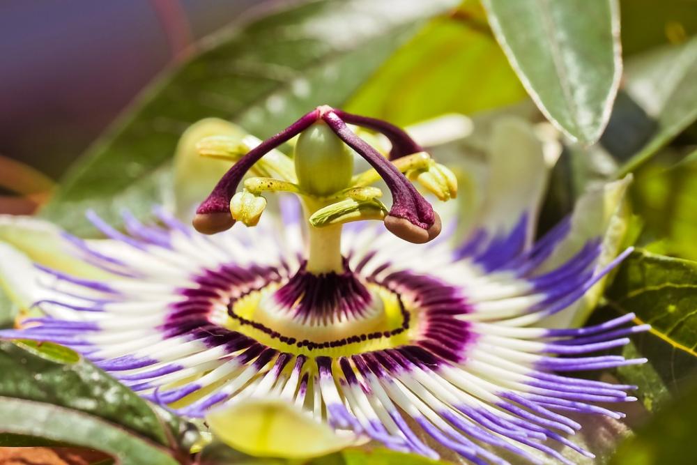 Flower Passion Flower Passiflora Blossom Bloom Flower Passion Flower Passiflora Blossom Bloom
