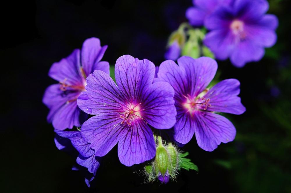 Flower Blossom Bloom Blue Flower Garden Atmosphere Flower Blossom Bloom Blue Flower Garden Atmosphere