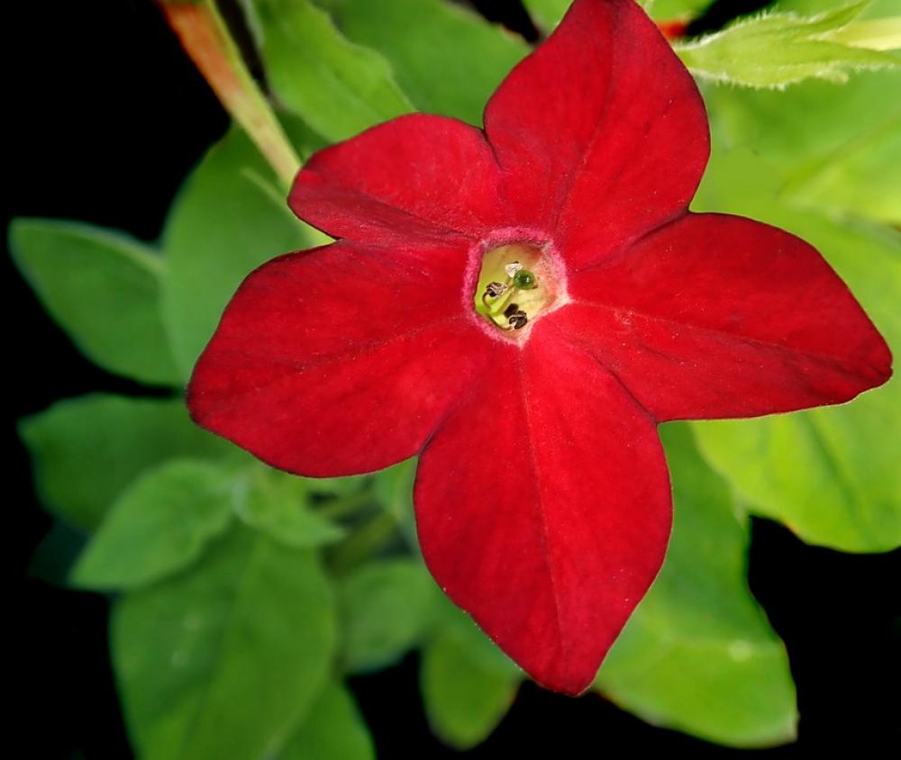 Flower Red Tobacco Garden Nature Flower Red Tobacco Garden Nature
