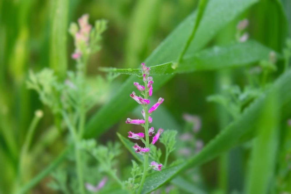 Flower Green Nature Botany Crop Summer Flower Green Nature Botany Crop Summer