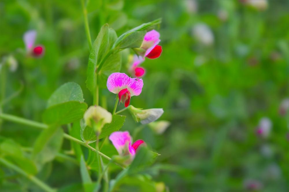 Flower Green Nature Botany Crop Summer Flower Green Nature Botany Crop Summer