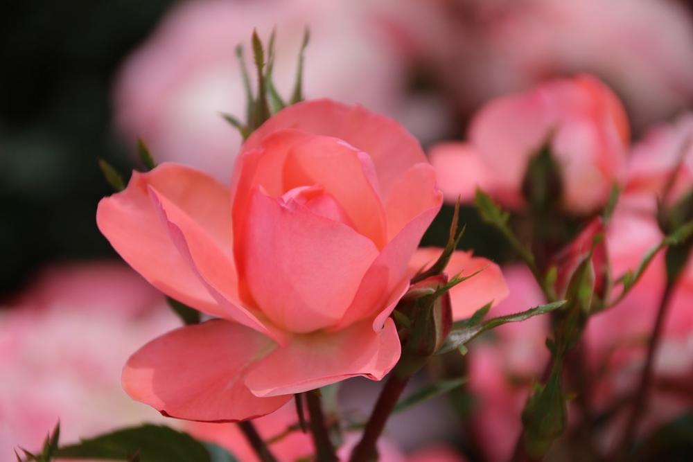 Flower Rose Pink Blossom Plant Floral Summer Flower Rose Pink Blossom Plant Floral Summer